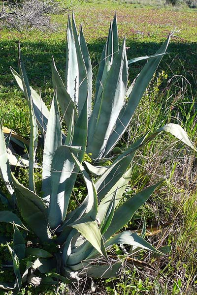 Agave d'amérique